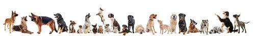 Links Of Pet Sites